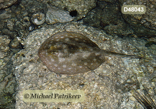 Yellow Stingray (Urobatis jamaicensis)